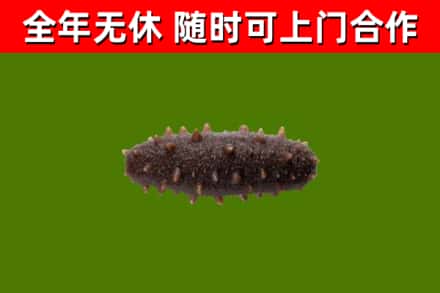 宝鸡回收海参干